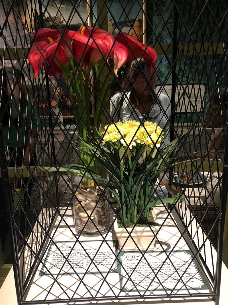 Exploring 'Death by Natural Causes' and 'Sherlock' at HMNS The Buzz